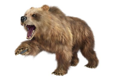 Beyaz arkaplanda izole edilmiş bir kahverengi ayının 3B görüntülemesi