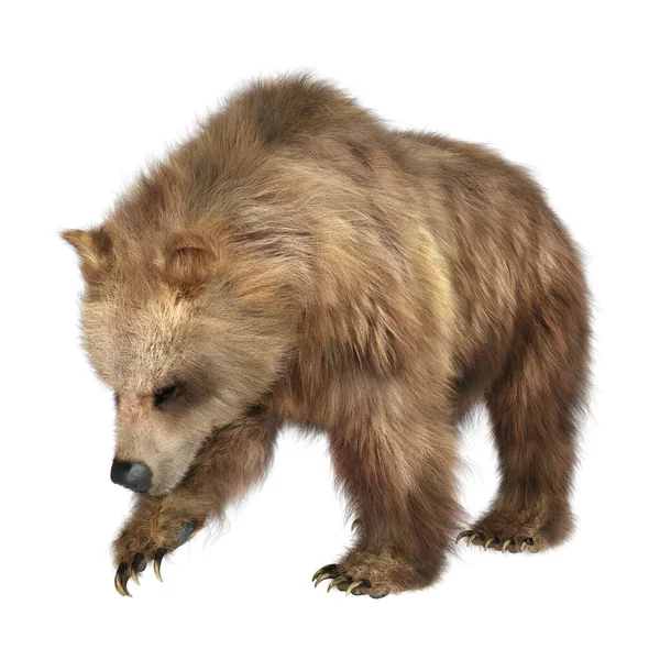 Рендеринг Бурого Медведя Белом Фоне — стоковое фото