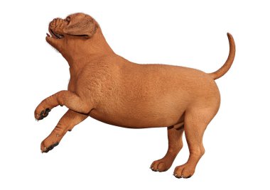 Beyaz arka planda izole sevimli bir köpek yavrusu 3D render