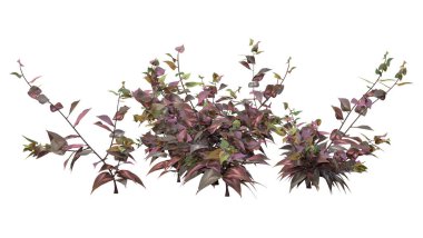 Beyaz arkaplanda 3 boyutlu perikardi ya da ejderha kanı bitkisinin görüntülenmesi