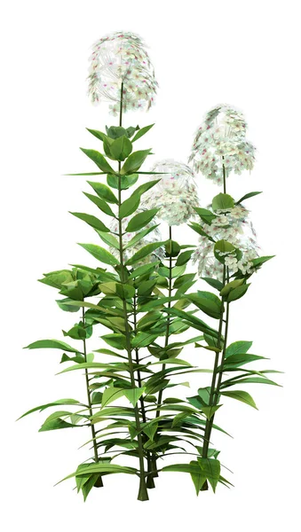 Renderelés Határ Phlox Vagy Phlox Paniculata Virágok Elszigetelt Fehér Alapon — Stock Fotó