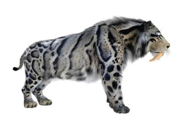 Renderização Tigre Sabertooth Isolado Fundo Branco — Fotografia de Stock