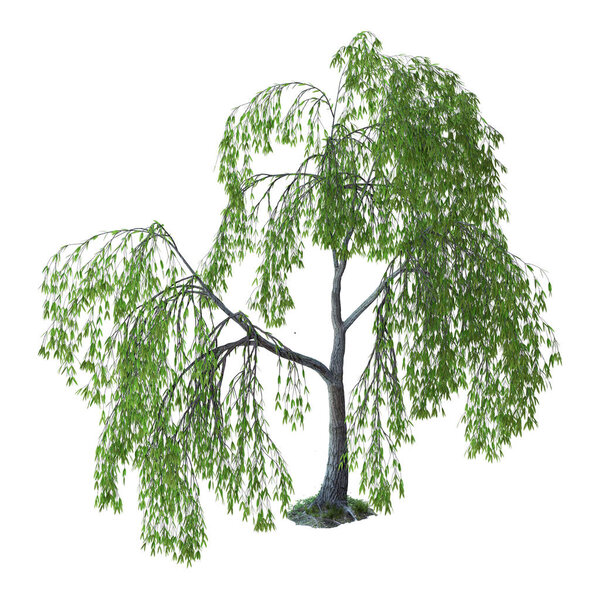 3D rendering of a green willow tree or sallow or osier isolated on white background