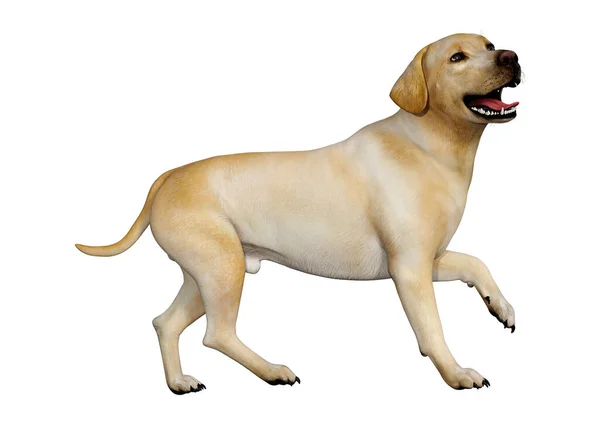 Rendering Yellow Labrador Dog Isolated White Background — Stock Photo, Image