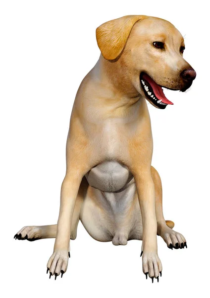Weergave Van Een Gele Labrador Hond Geïsoleerd Witte Achtergrond — Stockfoto