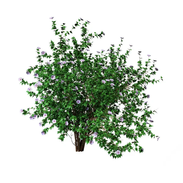 Rendering Eines Grünen Hibiskusstrauches Mit Blüten Auf Weißem Hintergrund — Stockfoto