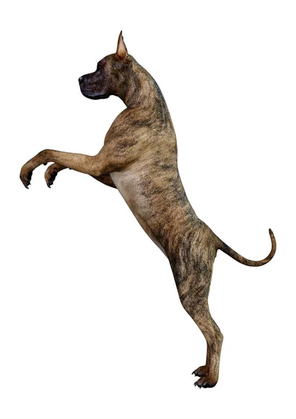 白い背景に分離されたメス ブリンドル グレートデーン犬の レンダリング — ストック写真