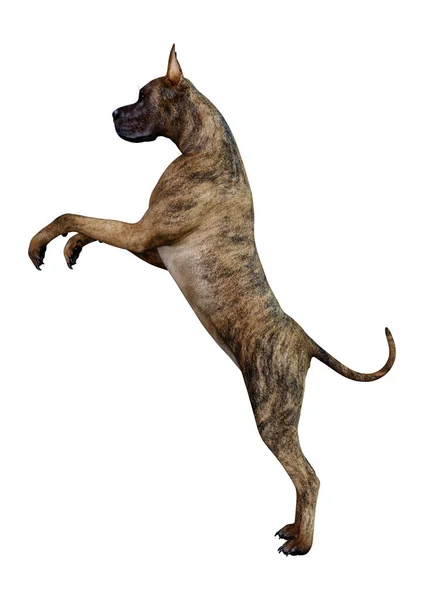 Renderização Brindle Fêmea Great Dane Cão Isolado Fundo Branco — Fotografia de Stock