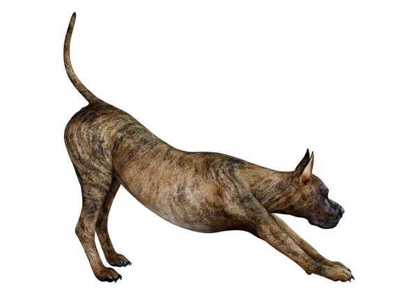 Rendu Une Femelle Brindle Grand Dane Chien Isolé Sur Fond — Photo