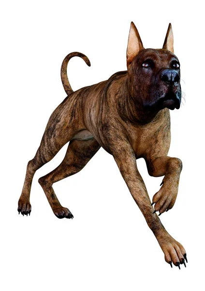 Representación Una Hembra Brindle Gran Perro Danés Aislado Sobre Fondo — Foto de Stock