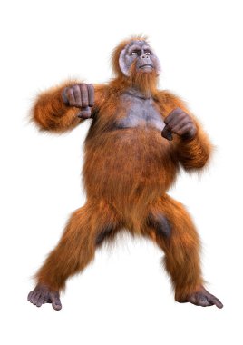 Beyaz arkaplanda izole edilmiş bir orangutan maymunun 3 boyutlu canlandırması