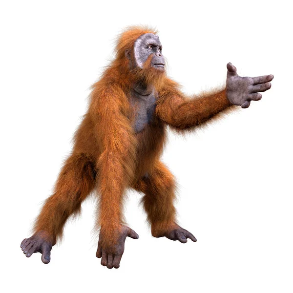 Renderização Macaco Orangotango Isolado Fundo Branco — Fotografia de Stock