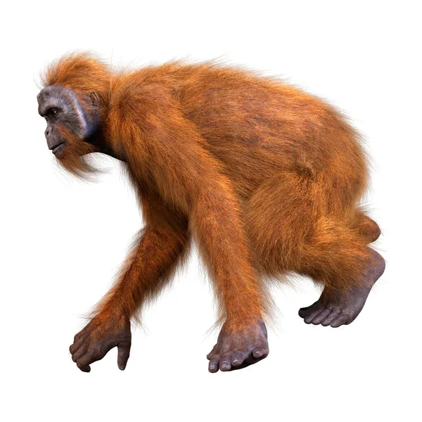 Rendering Eines Orang Utans Isoliert Auf Weißem Hintergrund — Stockfoto