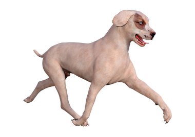 Beyaz arka planda izole edilmiş melez bir köpeğin 3 boyutlu canlandırması