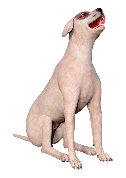 Візуалізація Схрещеної Собаки Ізольовано Білому Тлі — стокове фото
