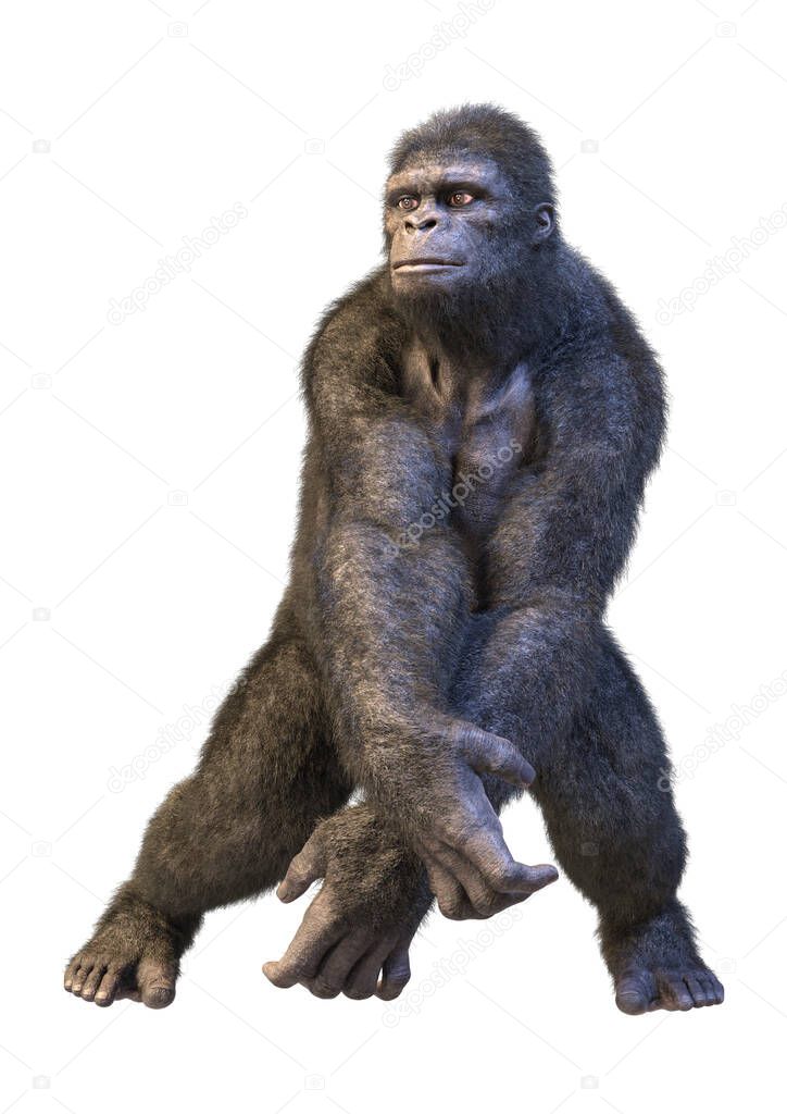 3D rendering of a gorilla ape isolated on white background