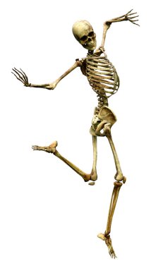 Beyaz arkaplanda izole edilmiş bir insan iskeletinin 3 boyutlu görüntülenmesi