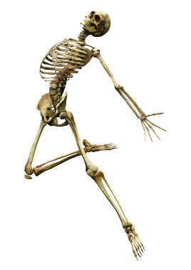 Beyaz arkaplanda izole edilmiş bir insan iskeletinin 3 boyutlu görüntülenmesi