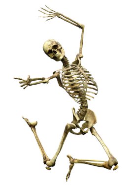 Beyaz arkaplanda izole edilmiş bir insan iskeletinin 3 boyutlu görüntülenmesi