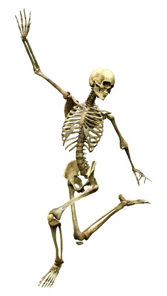 Darstellung Eines Menschlichen Skeletts Isoliert Auf Weißem Hintergrund — Stockfoto