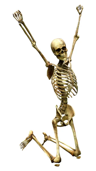 Darstellung Eines Menschlichen Skeletts Isoliert Auf Weißem Hintergrund — Stockfoto