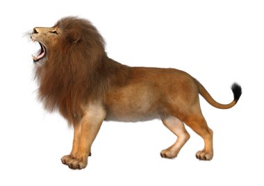 Beyaz arka planda izole edilmiş bir erkek aslanın 3 boyutlu görüntüsü