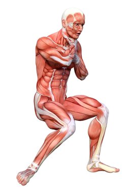 Beyaz arka planda izole edilmiş kas haritaları olan bir erkek figürünün 3 boyutlu görüntülenmesi