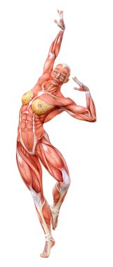 Beyaz arka planda izole edilmiş kas haritaları olan üç boyutlu bir kadın figürü