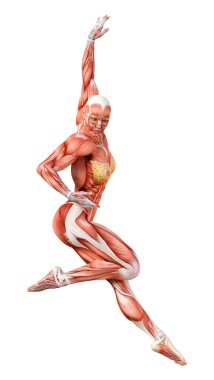 Beyaz arka planda izole edilmiş kas haritaları olan üç boyutlu bir kadın figürü