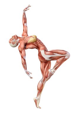 Beyaz arka planda izole edilmiş kas haritaları olan üç boyutlu bir kadın figürü