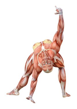 Beyaz arka planda izole edilmiş kas haritaları olan üç boyutlu bir kadın figürü