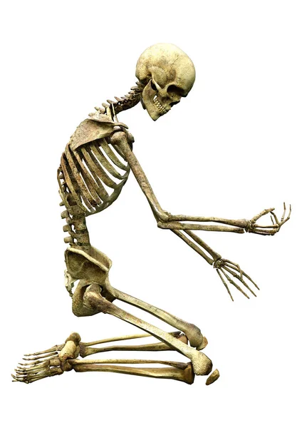 白地に隔離された人間の骨格の3Dレンダリング — ストック写真
