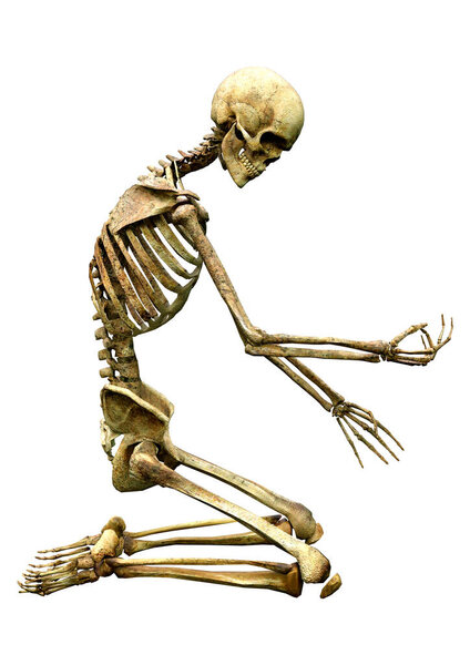 3D rendering of a human skeleton isolated on white background