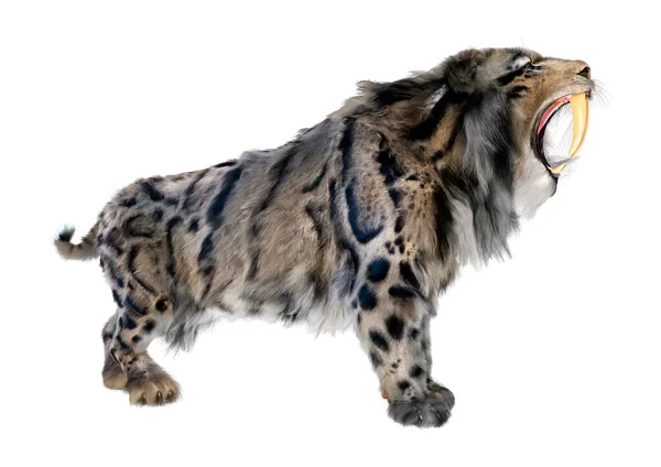 Rendering Una Tigre Dai Denti Sciabola Isolata Sfondo Bianco — Foto Stock