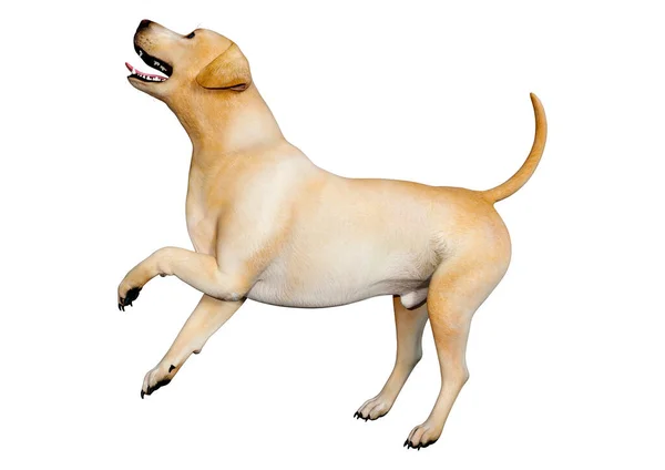 Rendering Cane Labrador Giallo Isolato Sfondo Bianco — Foto Stock