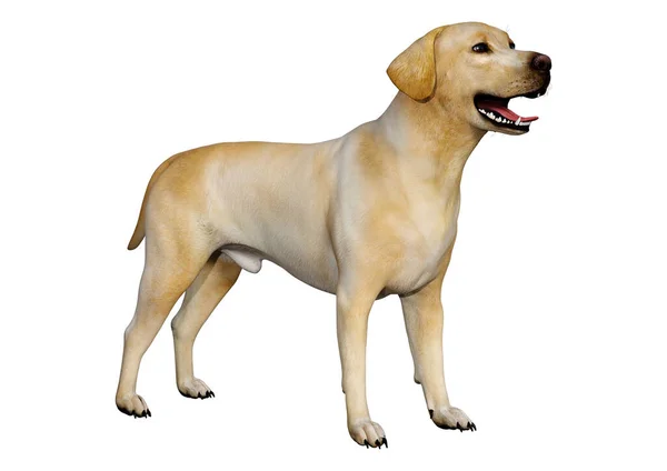 Renderização Cão Labrador Amarelo Isolado Fundo Branco — Fotografia de Stock