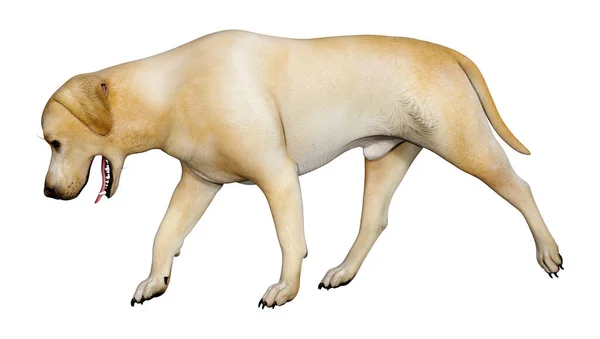 Rendering Eines Gelben Labrador Hundes Isoliert Auf Weißem Hintergrund — Stockfoto