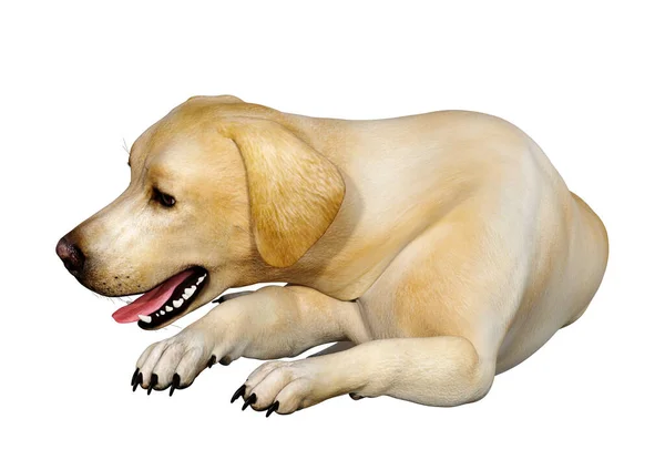 Rendering Cane Labrador Giallo Isolato Sfondo Bianco — Foto Stock