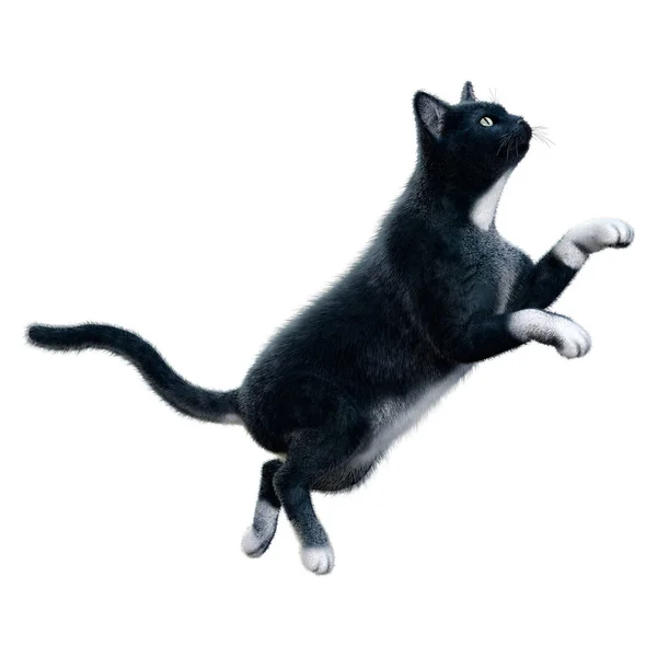 Representación Gato Negro Aislado Sobre Fondo Blanco —  Fotos de Stock