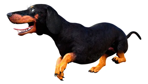 Renderização Dachshund Cão Texugo Cão Salsicha Isolado Fundo Branco — Fotografia de Stock