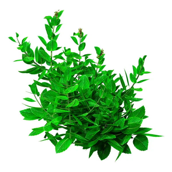 Renderização Uma Planta Hortelã Verde Isolada Fundo Branco — Fotografia de Stock