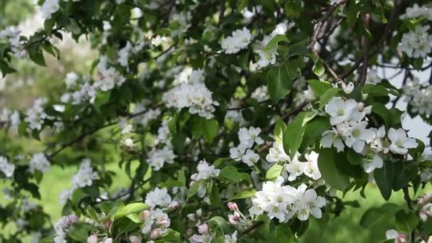 Blossom дерев, фільм — стокове відео