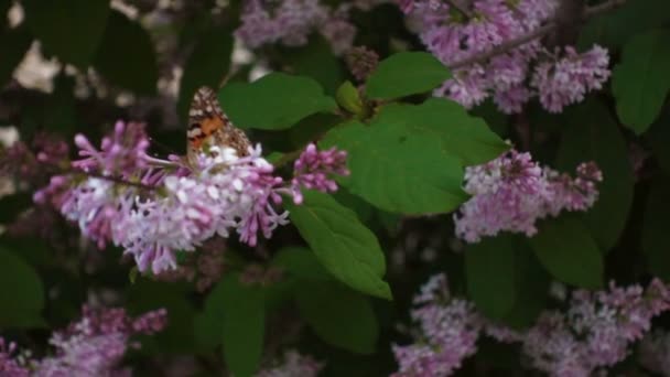 Borboleta em flor lilás, filme — Vídeo de Stock