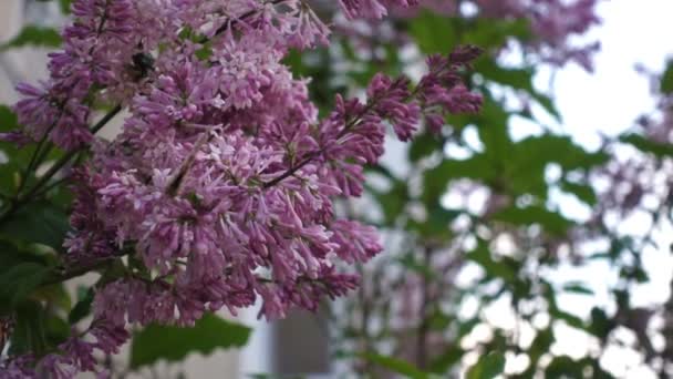 Butterfly on lilac flower, movie — Stock Video