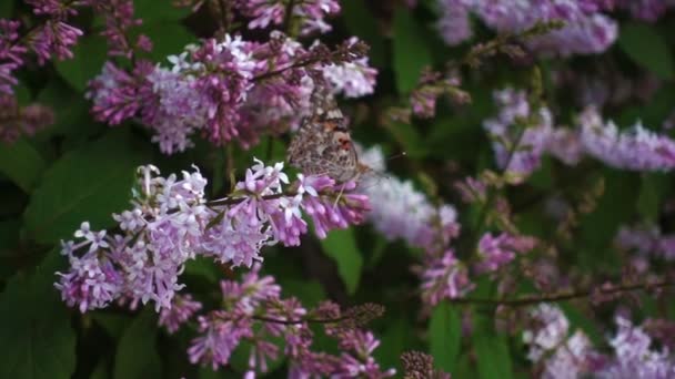 ライラックの花の蝶、映画 — ストック動画