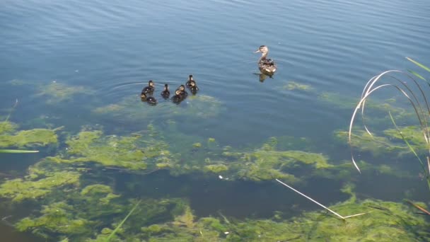 Pato e patinhos nadando no lago, imagens de câmera lenta . — Vídeo de Stock