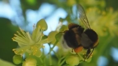 Bumblebee 'nin Linden Ağacı Çiçeği Görüntüsü