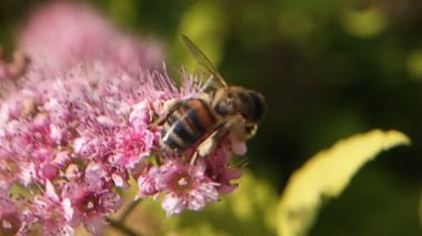 Güzel Pembe Çiçekteki Arının Yavaş Hareketli Makro Görüntüsü