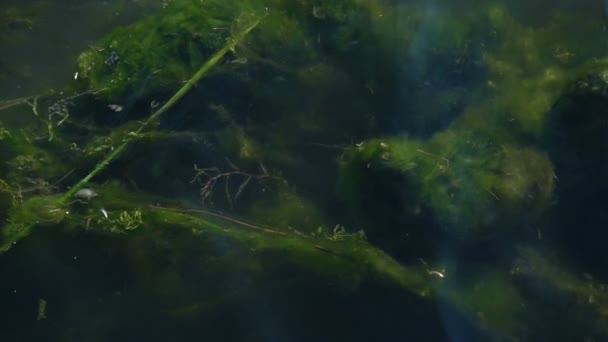 Špinavá zelená voda v jezeře — Stock video