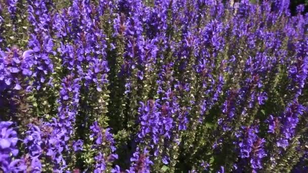 La nature au ralenti 